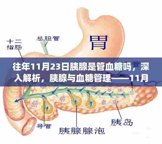 胰腺与血糖管理,深入解析11月23日的焦点关注
