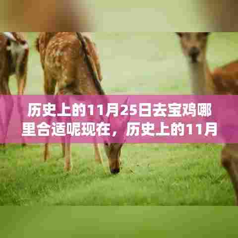 历史上的11月25日,宝鸡科技之旅,探索未来生活的无限可能