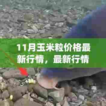 11月玉米粒价格走势揭秘,最新行情解析与市场波动背后的原因