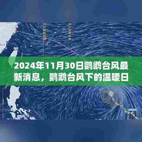 鹦鹉台风下的温情日常,友情、家庭与台风趣事在风雨中的展现(最新消息)