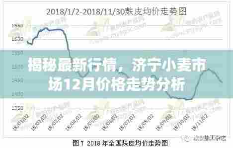 济宁小麦市场最新行情揭秘,12月价格走势分析