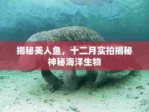 揭秘美人鱼,十二月实拍探索神秘海洋生物之旅