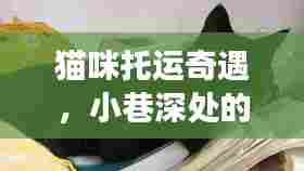 猫咪托运奇遇,小巷深处的特色小店开启神秘托运之旅