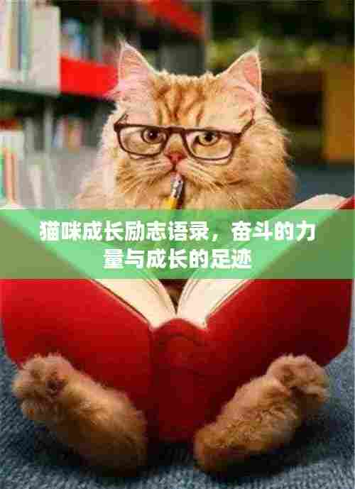 猫咪成长励志语录,奋斗的力量与成长的足迹