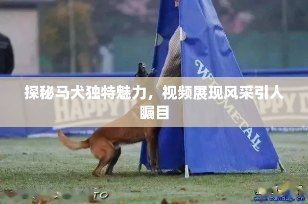 探秘马犬独特魅力,视频展现风采引人瞩目