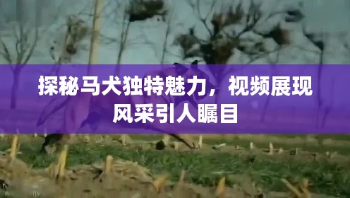 探秘马犬独特魅力,视频展现风采引人瞩目