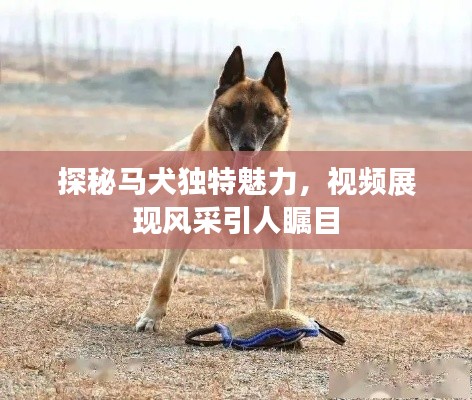 探秘马犬独特魅力,视频展现风采引人瞩目