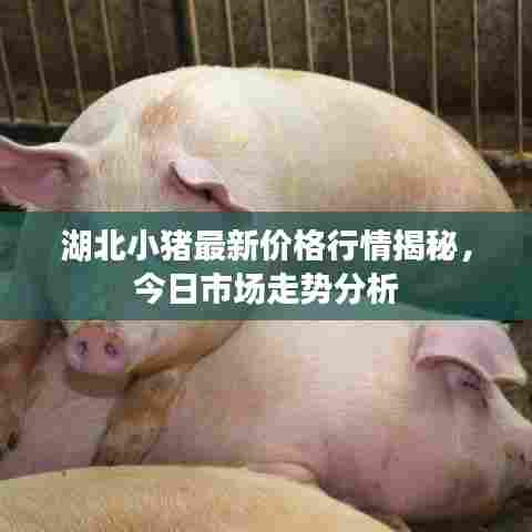 湖北小猪最新价格行情揭秘,今日市场走势分析