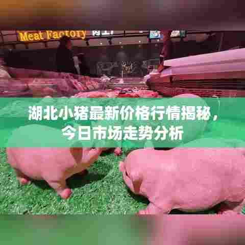 湖北小猪最新价格行情揭秘,今日市场走势分析
